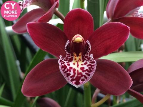 Срезанные цветы оптом Minicymbidium red amanda от 20шт. из Голландии с доставкой по России