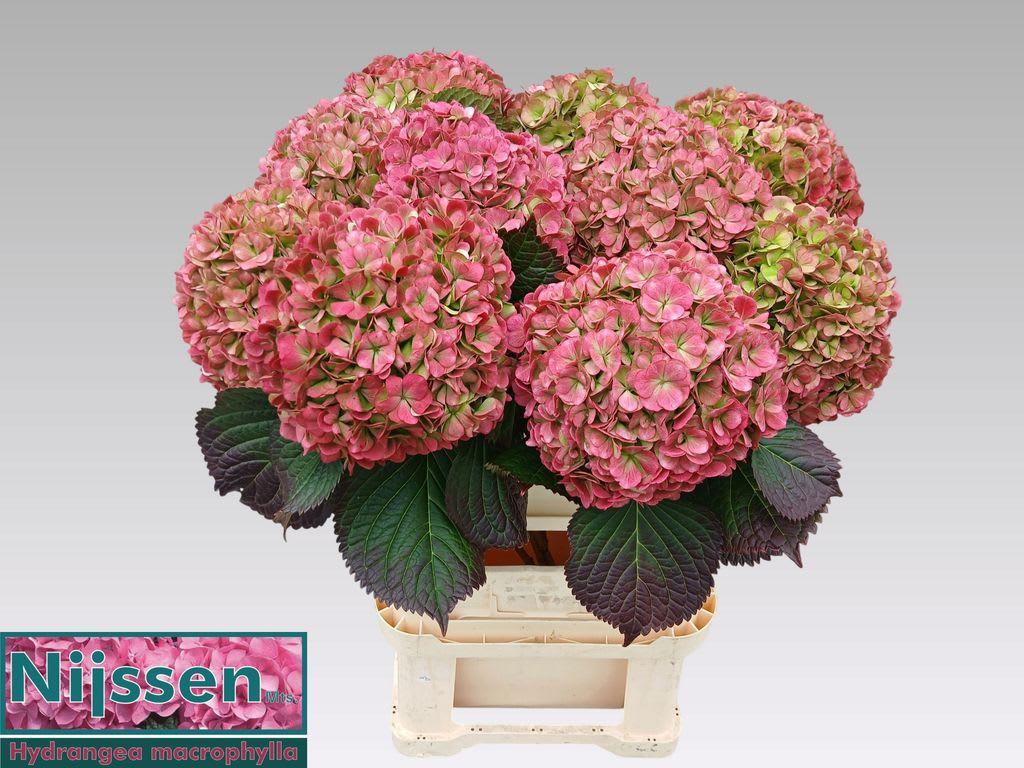 Срезанные цветы оптом Hydrangea adora classic от 10шт из Голландии с доставкой по России