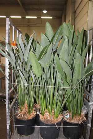 Горшечные цветы и растения оптом Strelitzia Regin Bl 2-3 Bloemen от 1шт из Голландии с доставкой по России