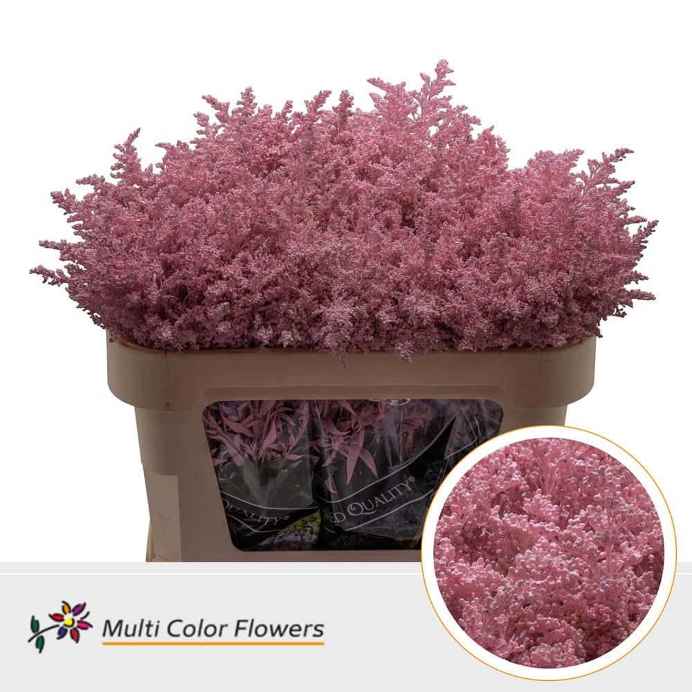 Срезанные цветы оптом Solidago paint pink light от 100шт. из Голландии с доставкой по России