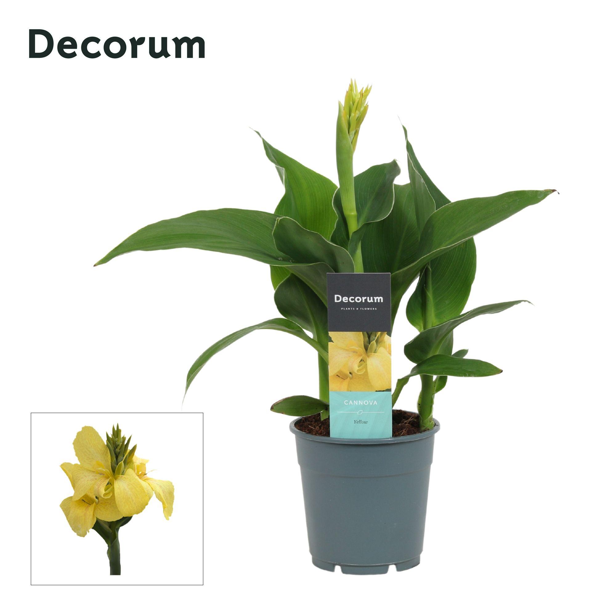 Горшечные цветы и растения оптом Canna Yellow (decorum) от 10шт из Голландии с доставкой по России