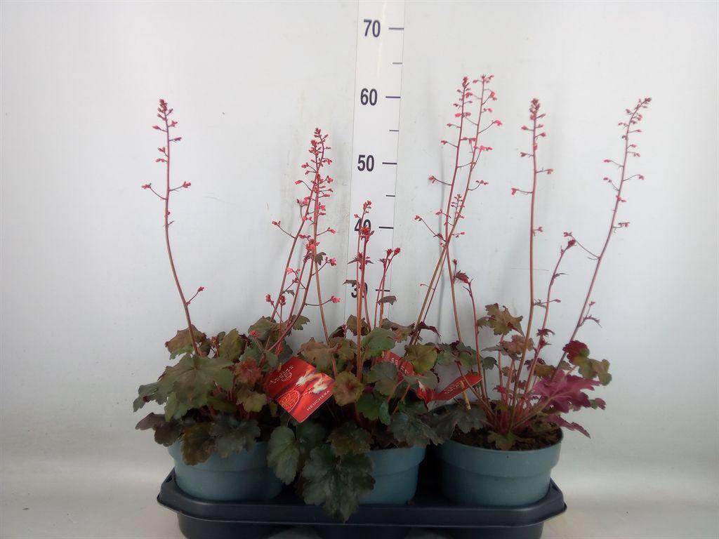 Горшечные цветы и растения оптом Heuchera   ... от 3шт из Голландии с доставкой по России