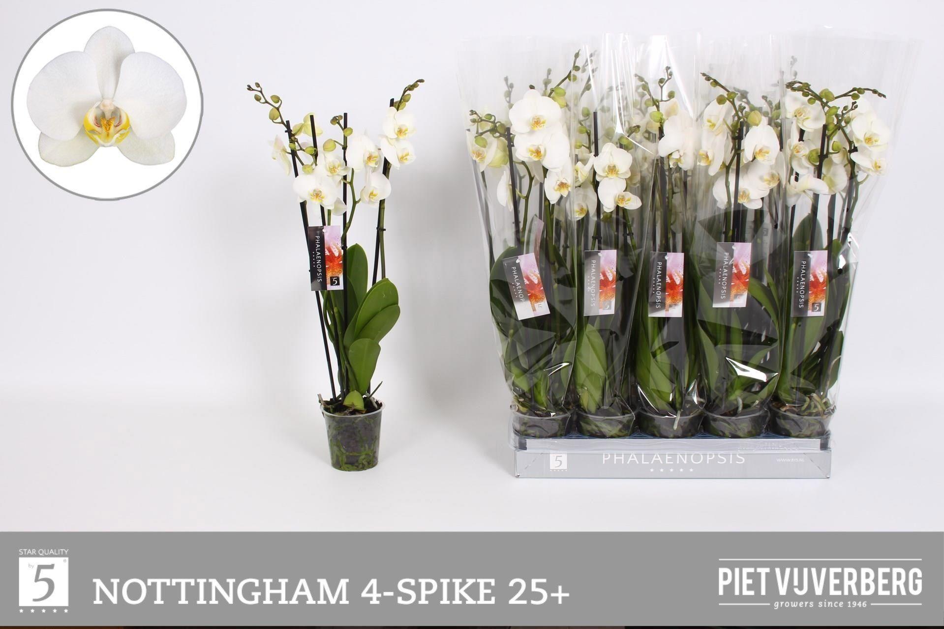 Горшечные цветы и растения оптом Phal An Nottingham от 10шт из Голландии с доставкой по России