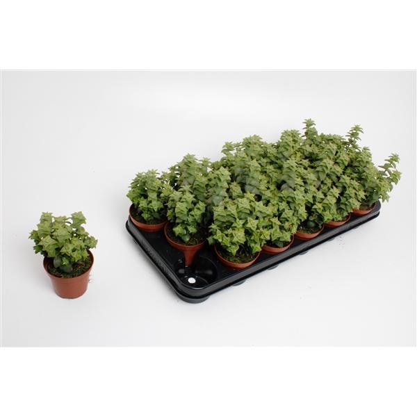 Горшечные цветы и растения оптом Crassula Perforata от 12шт (для телеги) из Голландии с доставкой по России
