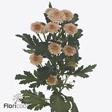 Срезанные цветы оптом Chrys sa miller salmon от 75шт из Голландии с доставкой по России