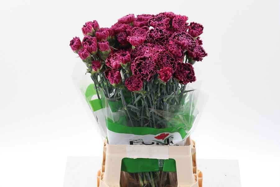 Срезанные цветы оптом Dianthus st nobbio burgundy от 80шт из Голландии с доставкой по России