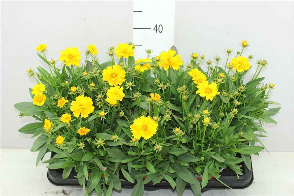 Горшечные цветы и растения оптом Coreopsis Presto от 7шт из Голландии с доставкой по России