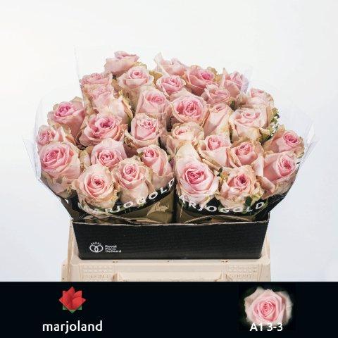 Срезанные цветы оптом Rosa large sweet dolomiti от 30шт из Голландии с доставкой по России