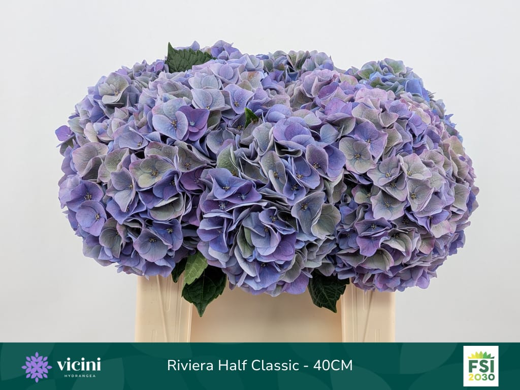 Срезанные цветы оптом Hydrangea my beautiful riviera classic от 10шт из Голландии с доставкой по России
