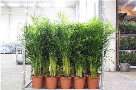 Горшечные цветы и растения оптом Dypsis Lutescens 30pp от 1шт из Голландии с доставкой по России
