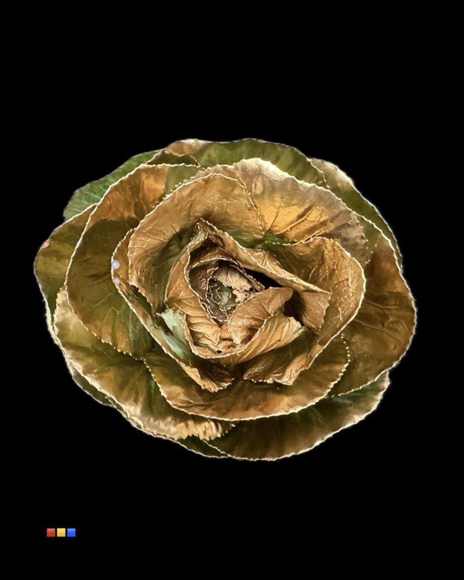 Срезанные цветы оптом Brassica paint gold от 20шт из Голландии с доставкой по России