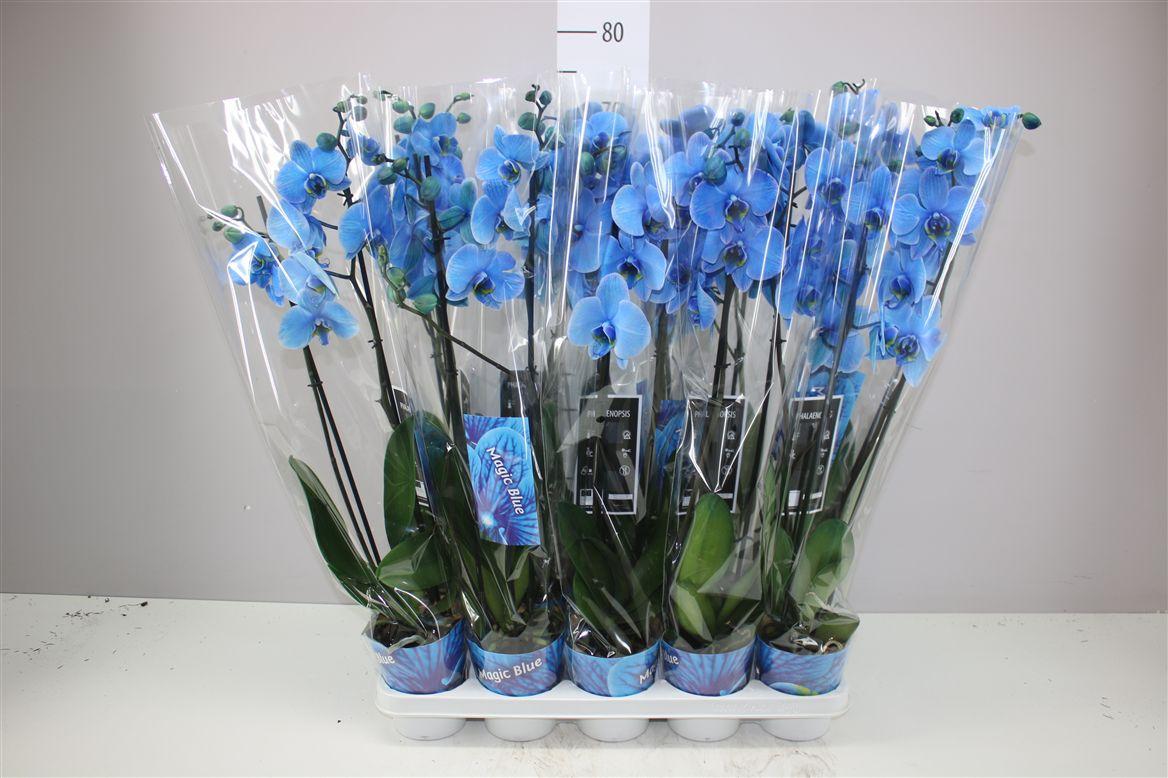Горшечные цветы и растения оптом Phal Royal Blue 2 Tak от 10шт из Голландии с доставкой по России
