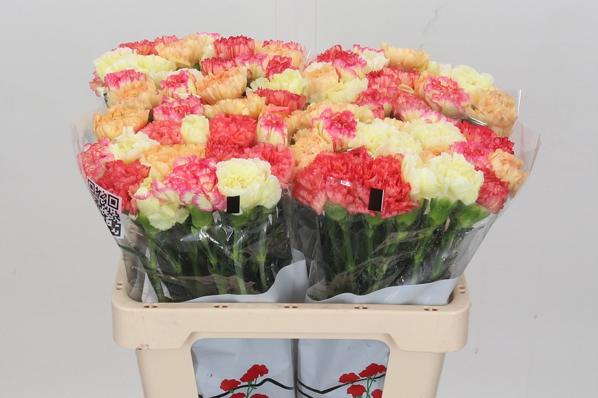 Срезанные цветы оптом Dianthus st mix rainbow orange от 80шт из Голландии с доставкой по России