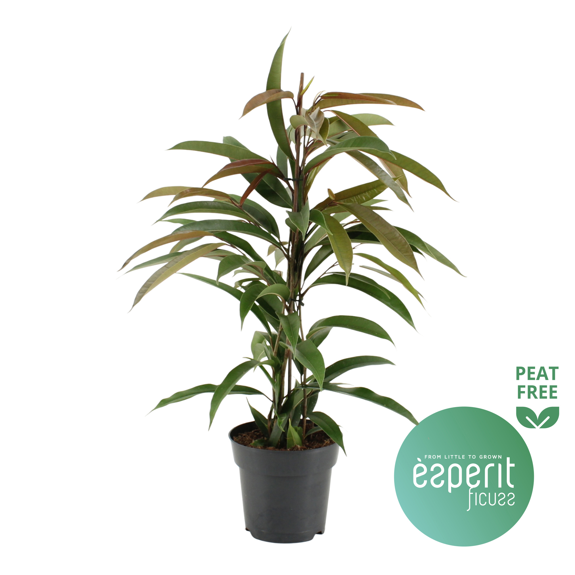 Горшечные цветы и растения оптом Ficus Bin Amstel King от 6шт из Голландии с доставкой по России