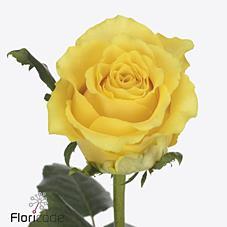 Срезанные цветы оптом Rosa large golden smile от 50шт из Голландии с доставкой по России