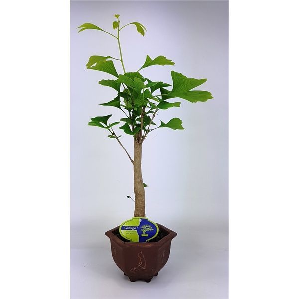 Горшечные цветы и растения оптом Bonsai Ginkgo Biloba Broom In Hexagon Pot от 8шт из Голландии с доставкой по России