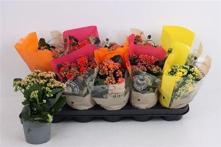 Горшечные цветы и растения оптом Kal Cal Mix от 10шт из Голландии с доставкой по России