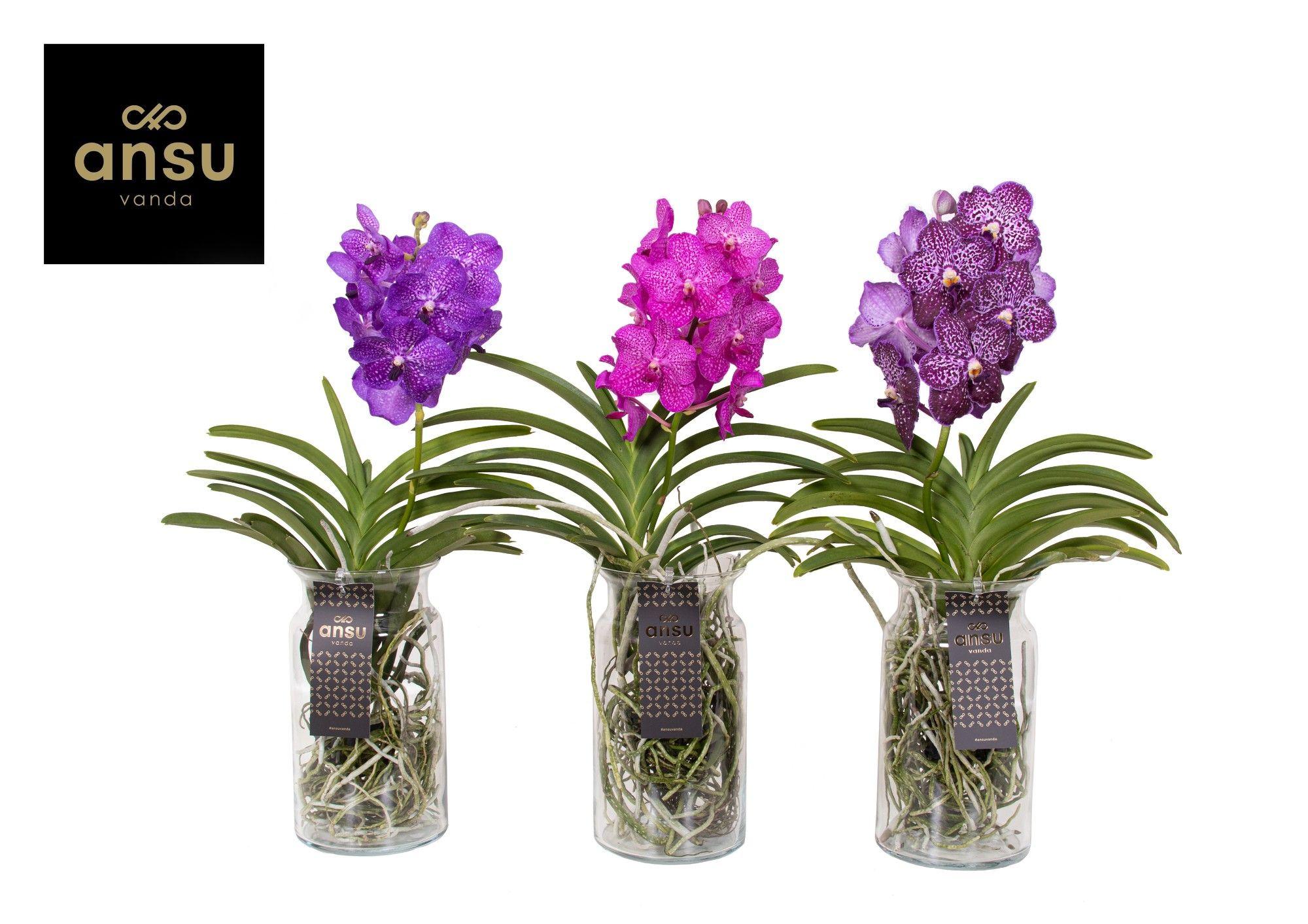 Горшечные цветы и растения оптом Vanda Bose Xl Colour Mix от 5шт из Голландии с доставкой по России