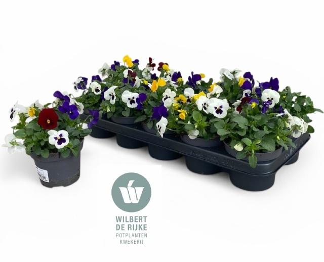 Горшечные цветы и растения оптом Vio Co Em Mm Rio от 10шт из Голландии с доставкой по России