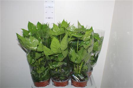 Горшечные цветы и растения оптом Fatsia Ov от 6шт из Голландии с доставкой по России