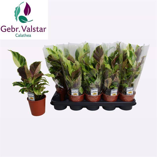 Горшечные цветы и растения оптом Calat Fusion Yellow от 10шт из Голландии с доставкой по России