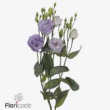 Срезанные цветы оптом Lisianthus do lisanne deep lavender от 140шт из Голландии с доставкой по России