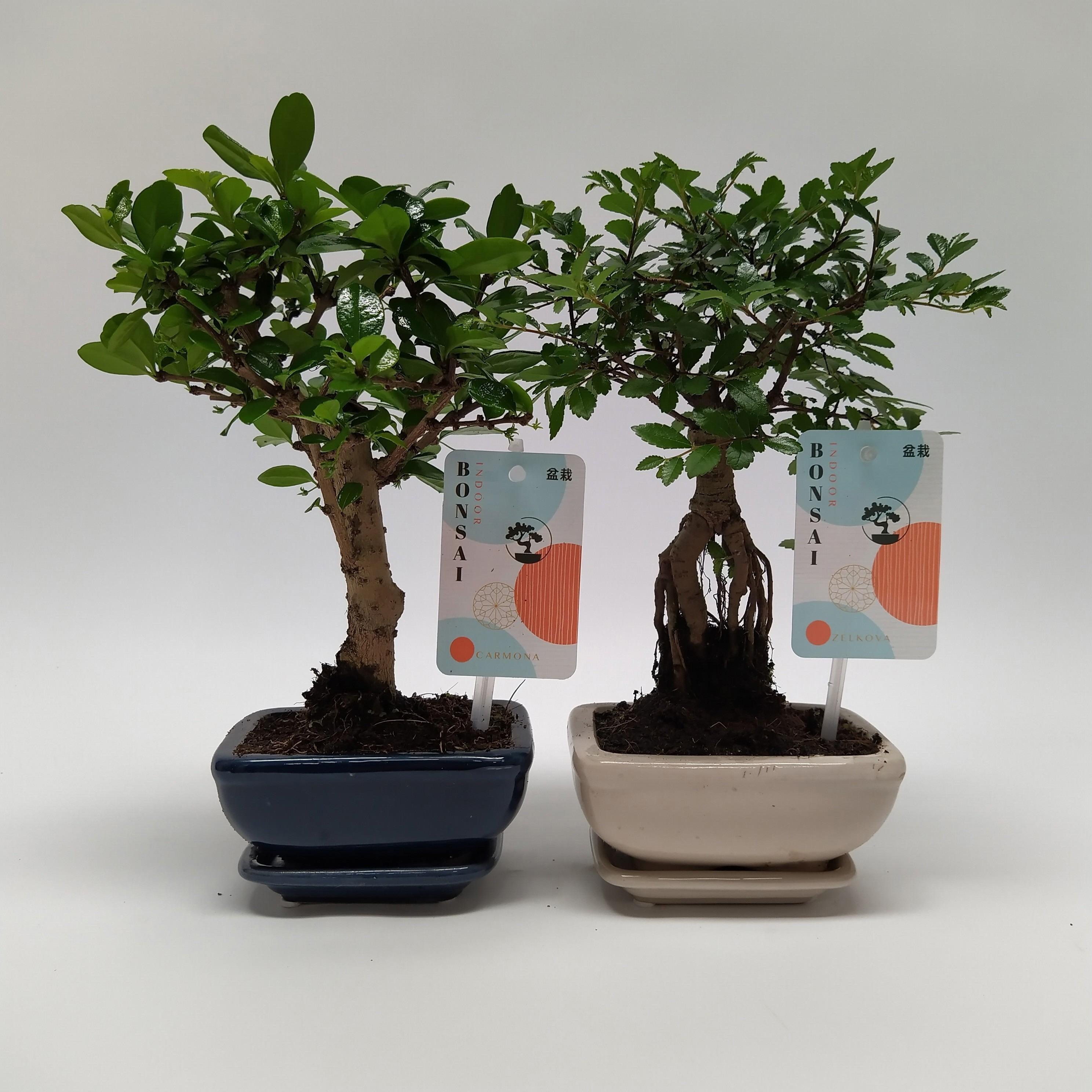 Горшечные цветы и растения оптом Bonsai Mix Landscape от 14шт из Голландии с доставкой по России
