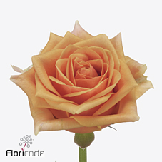 Срезанные цветы оптом Rosa large novi! от 60шт из Голландии с доставкой по России