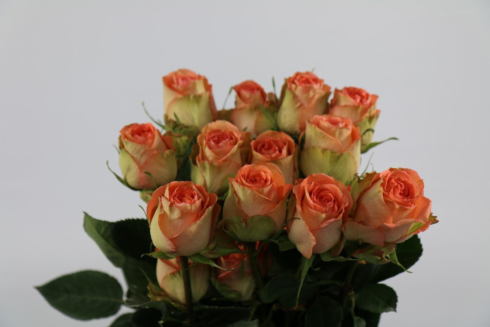 Срезанные цветы оптом Rosa ec country home от 20шт. из Голландии с доставкой по России