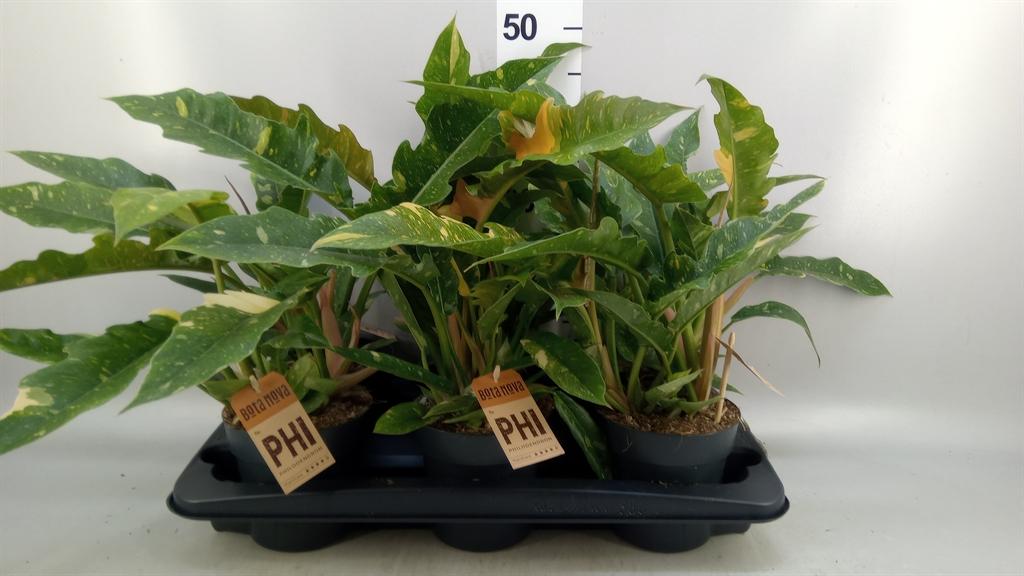 Горшечные цветы и растения оптом Philodendron ring Of Fire от 6шт из Голландии с доставкой по России