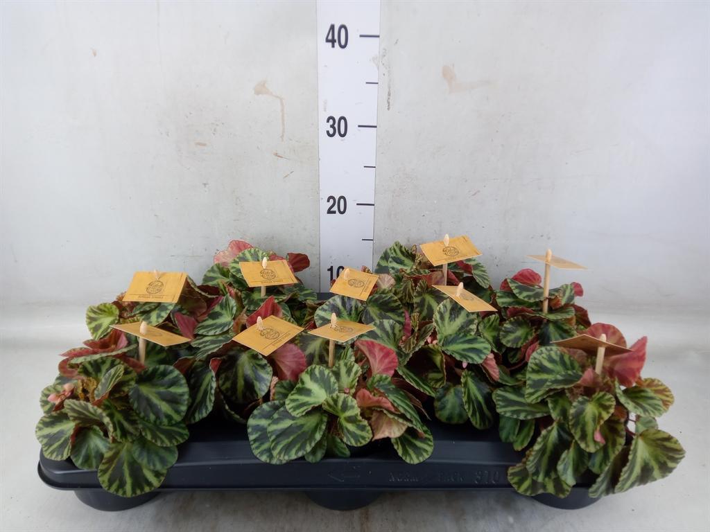 Горшечные цветы и растения оптом Begonia Bd   ... от 10шт (для телеги) из Голландии с доставкой по России