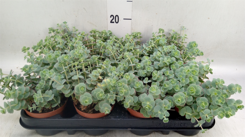 Горшечные цветы и растения оптом Sedum Sieboldii от 12шт (для телеги) из Голландии с доставкой по России