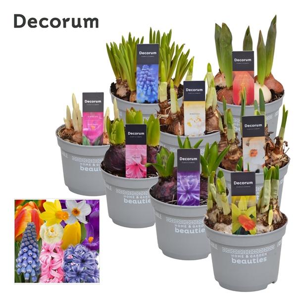 Горшечные цветы и растения оптом Bulb Mix (decorum) от 10шт из Голландии с доставкой по России