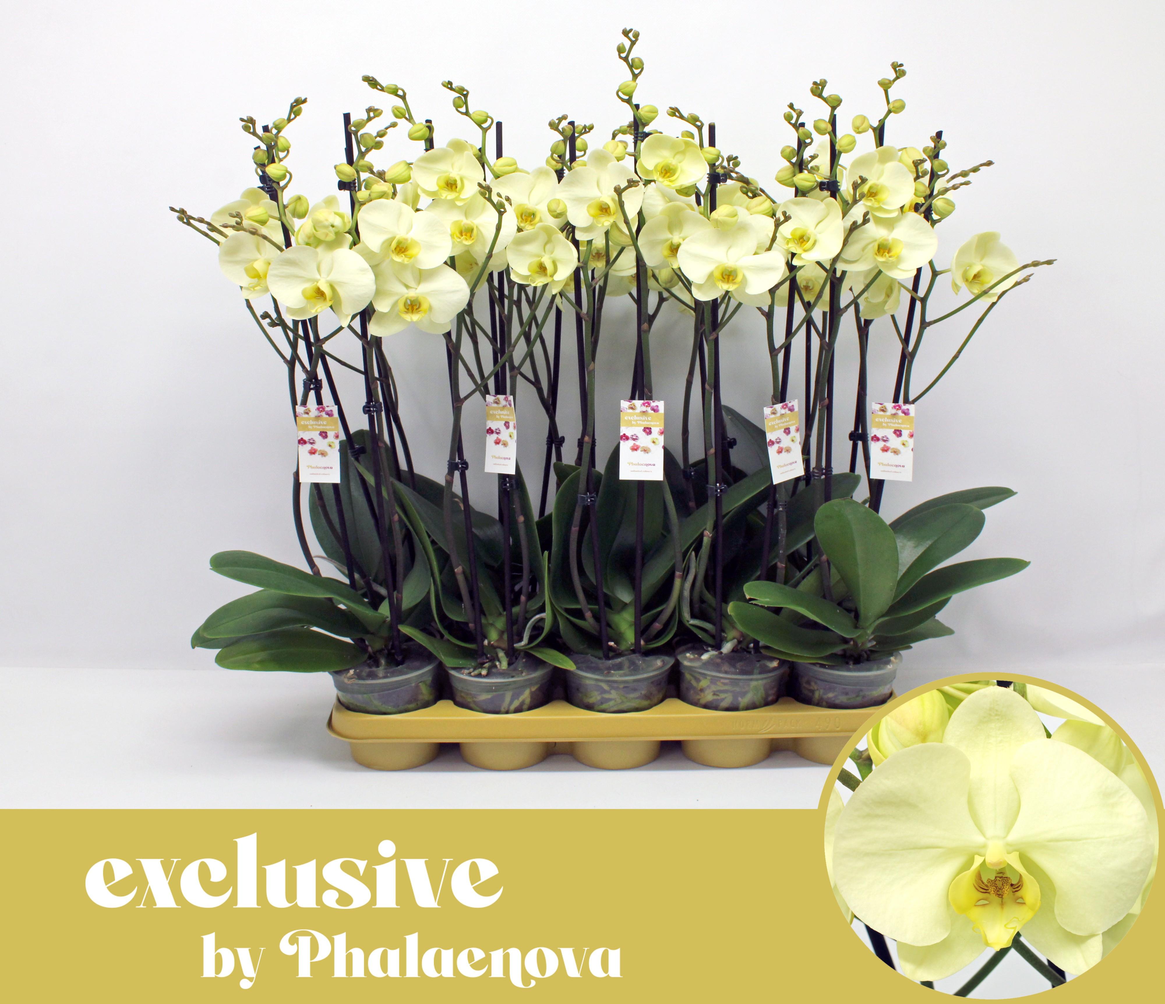 Горшечные цветы и растения оптом Phal 2st Green Touch 16+ (phalaenova) от 10шт из Голландии с доставкой по России