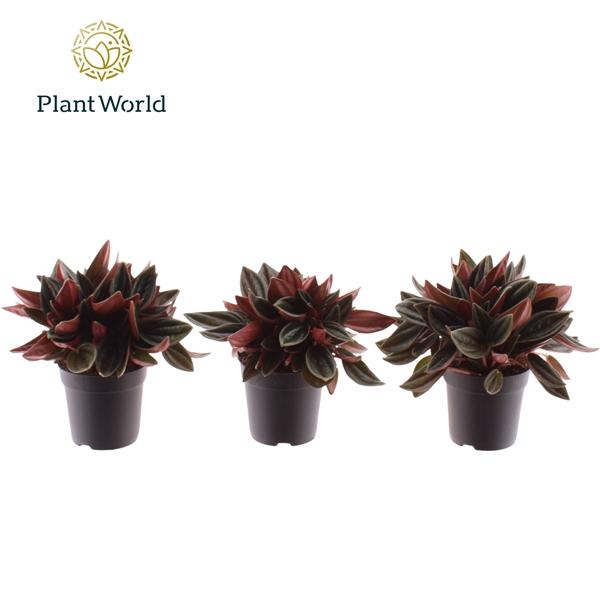 Горшечные цветы и растения оптом Peperomia Rosso 7 Cm от 12шт (для телеги) из Голландии с доставкой по России Горшечные цветы и растения оптом Peperomia Rosso 7 Cm от 12шт (для телеги) из Голландии с доставкой по России