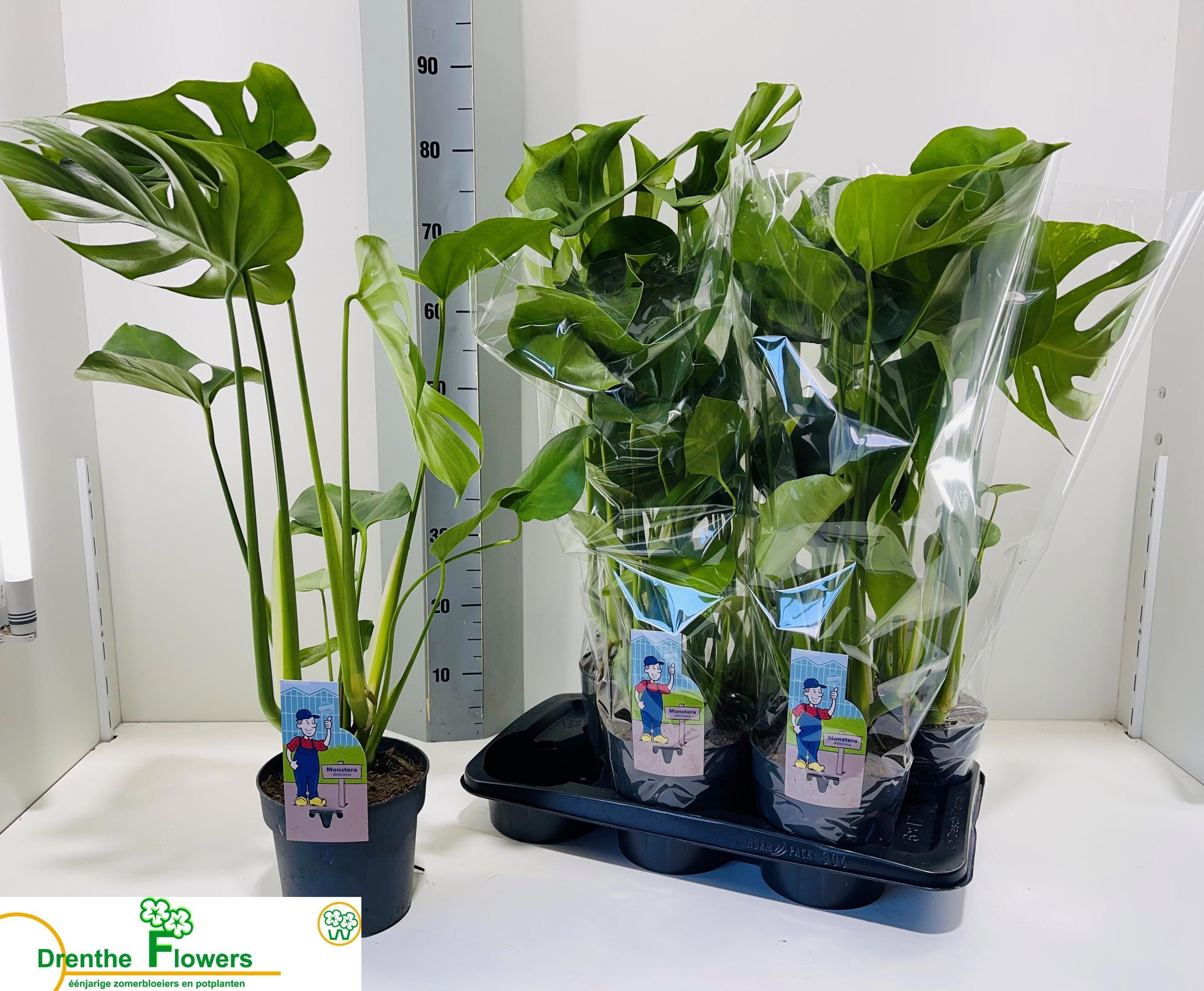 Горшечные цветы и растения оптом Monstera Deliciosa от 6шт из Голландии с доставкой по России