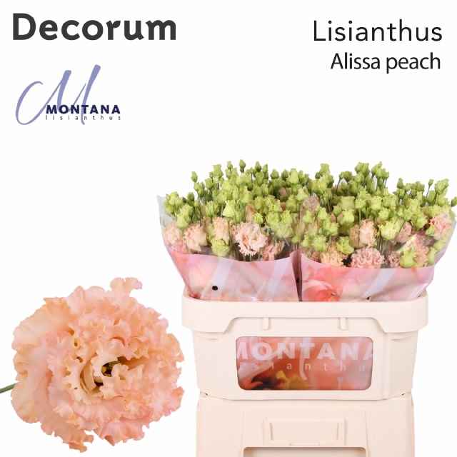 Срезанные цветы оптом Lisianthus do alissa peach от 40шт из Голландии с доставкой по России