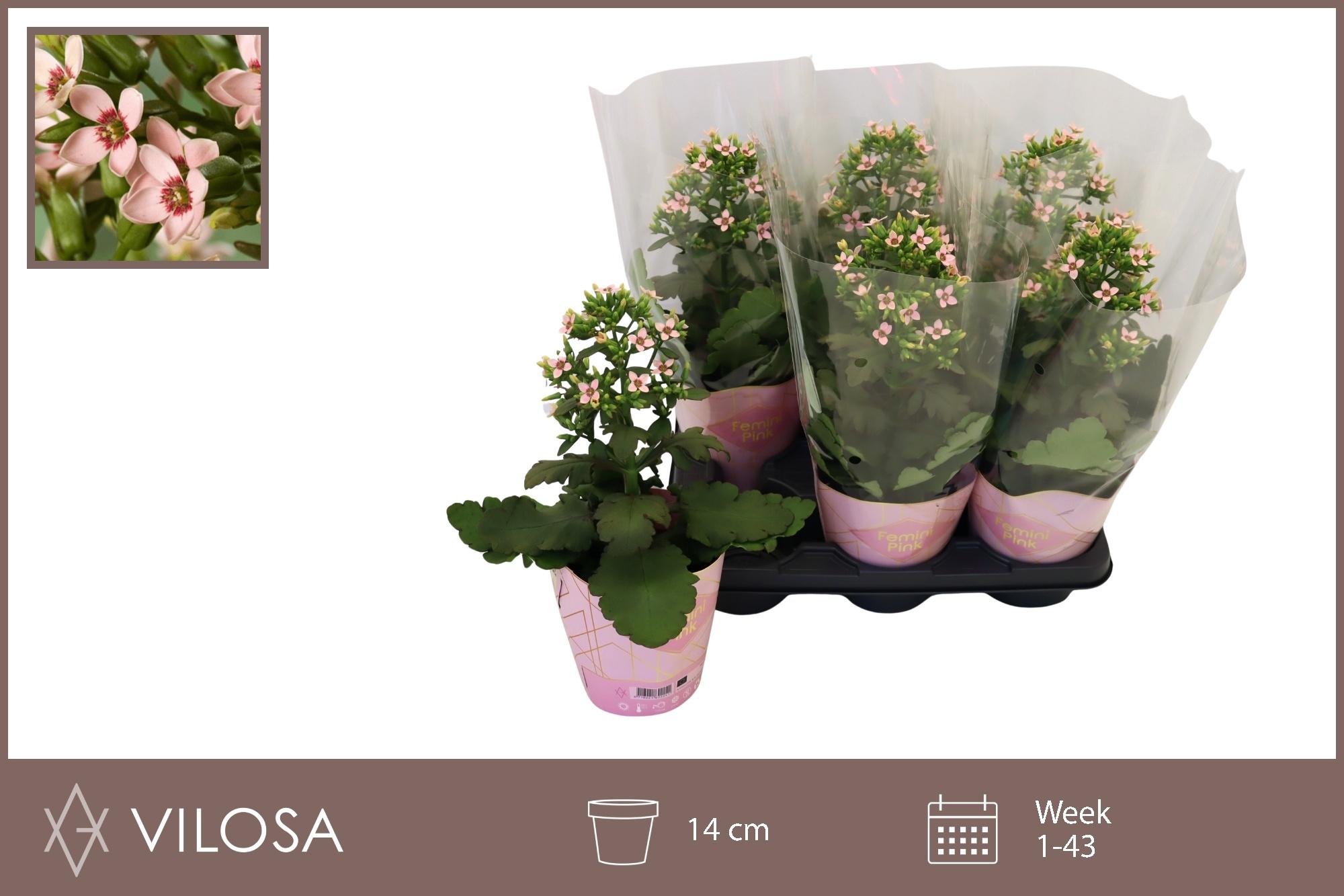 Горшечные цветы и растения оптом Kal Feminine Pink от 6шт из Голландии с доставкой по России