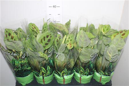 Горшечные цветы и растения оптом Maranta Fiesta от 10шт из Голландии с доставкой по России