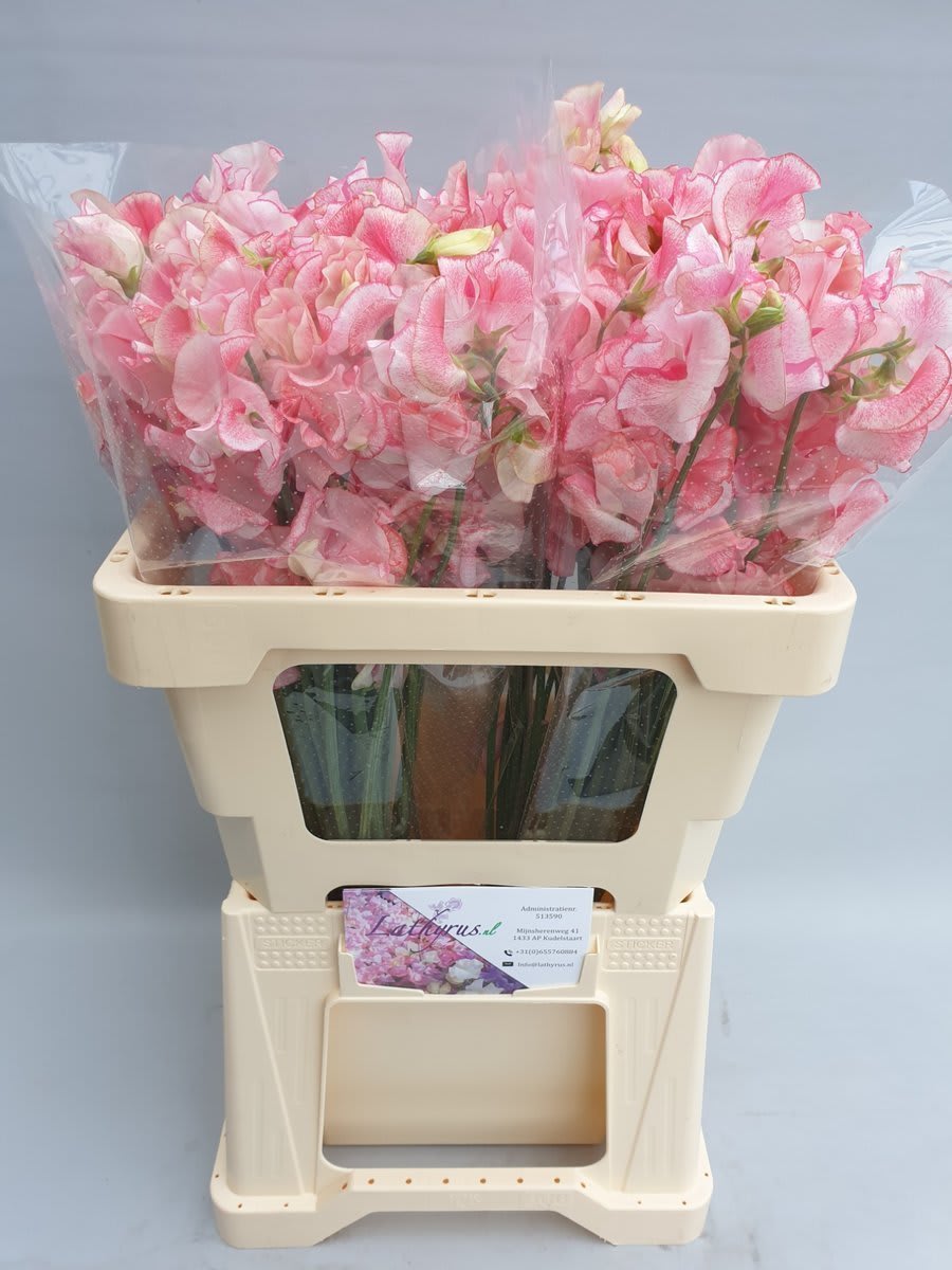 Срезанные цветы оптом Lathyrus wedding pink от 50шт из Голландии с доставкой по России