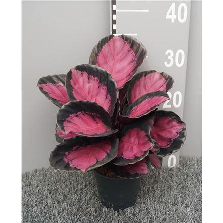 Горшечные цветы и растения оптом Calathea Roseopicta Crimson от 6шт из Голландии с доставкой по России