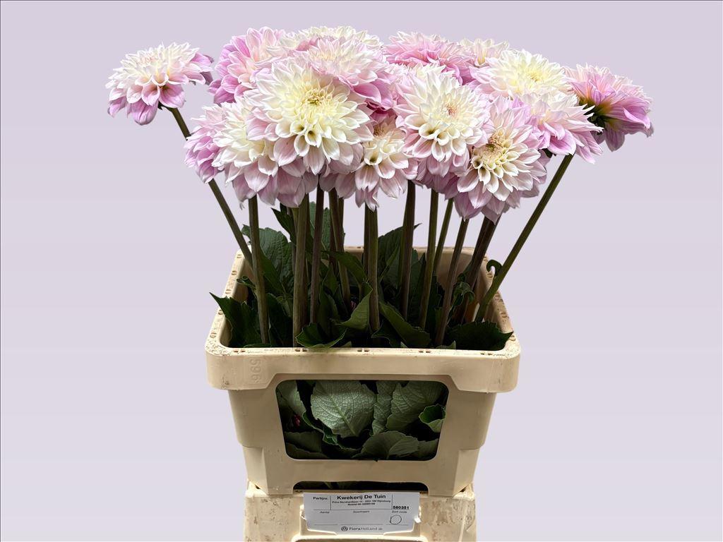 Срезанные цветы оптом Dahlia sweet love от 20шт из Голландии с доставкой по России