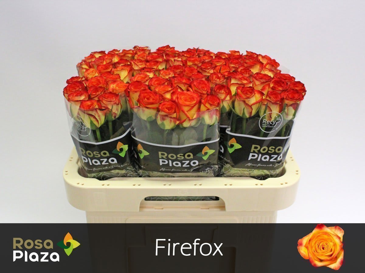 Срезанные цветы оптом Rosa large firefox от 80шт. из Голландии с доставкой по России