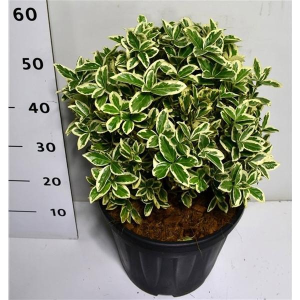 Горшечные цветы и растения оптом Euonymus Jap Bravo от 1шт из Голландии с доставкой по России