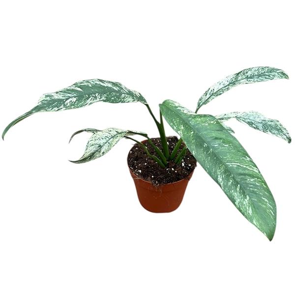 Горшечные цветы и растения оптом Epipremnum Giganteum Marble Variegata от 1шт из Голландии с доставкой по России