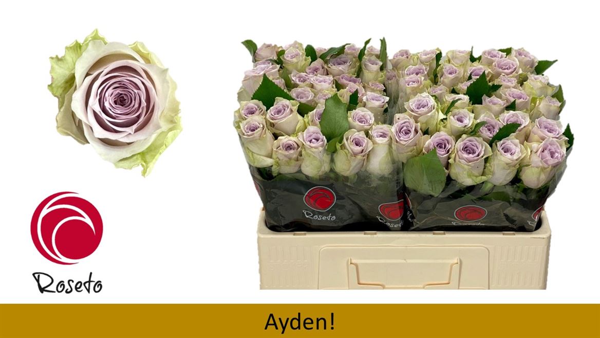 Срезанные цветы оптом Rosa large ayden! от 60шт из Голландии с доставкой по России