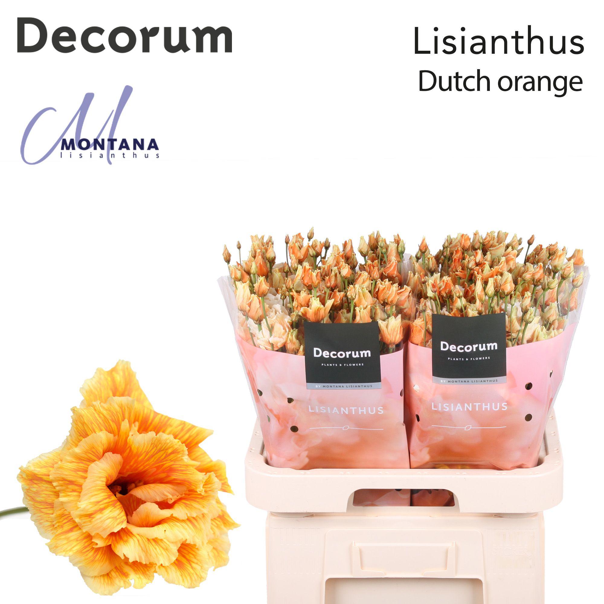 Срезанные цветы оптом Lisianthus do paint heavenly dutch orange от 40шт из Голландии с доставкой по России