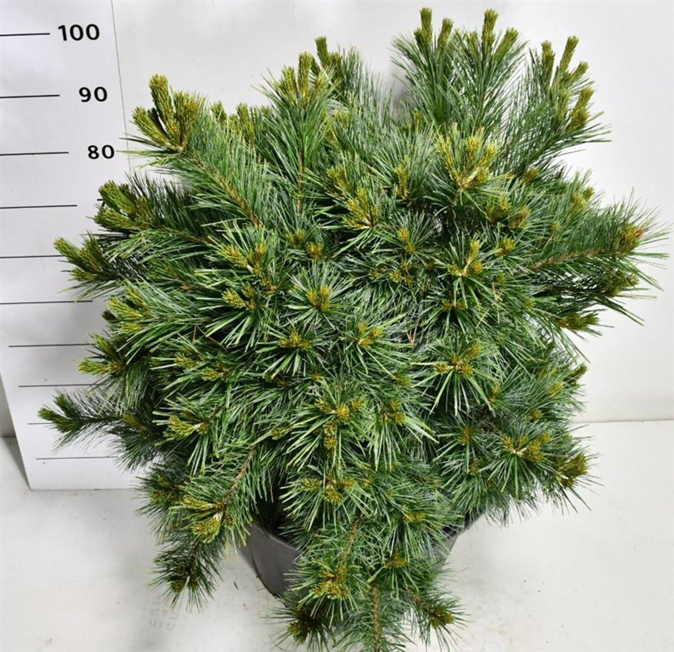 Горшечные цветы и растения оптом Pinus Strobus blue Shag от 1шт из Голландии с доставкой по России