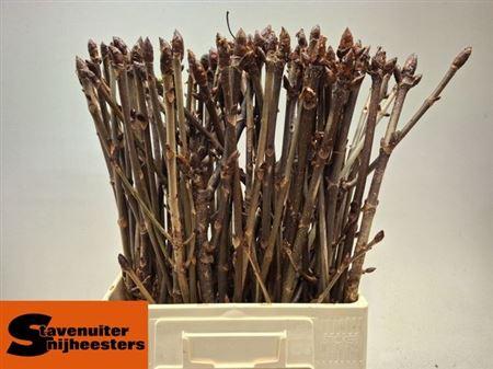 Срезанные цветы оптом Aesculus stem bronze (chestnut) от 80шт из Голландии с доставкой по России