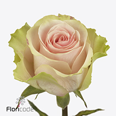 Срезанные цветы оптом Rosa large frutteto от 60шт. из Голландии с доставкой по России